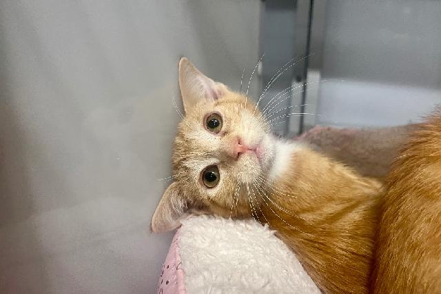 My name is Tree Stump and I am ready for adoption. Learn more about me!