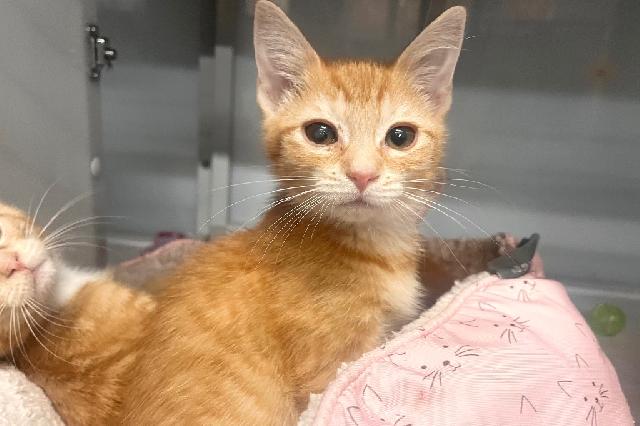 My name is Foliage and I am ready for adoption. Learn more about me!