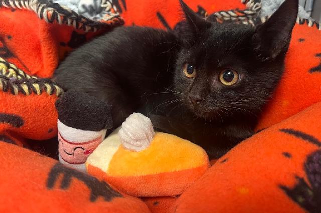 My name is Numa and I am ready for adoption. Learn more about me!