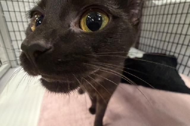 My name is Freya and I am ready for adoption. Learn more about me!