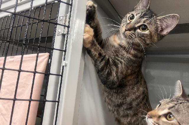 My name is Vieux CarrÃ© and I am ready for adoption. Learn more about me!