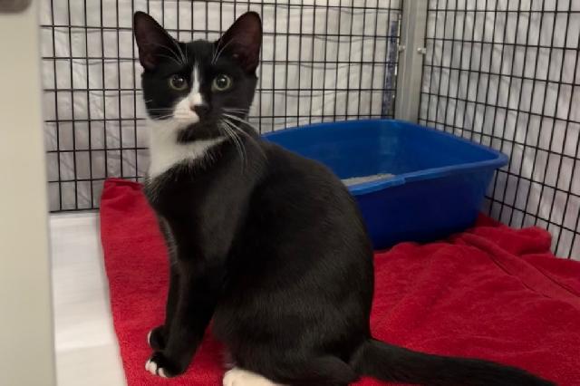 My name is Myron and I am ready for adoption. Learn more about me!