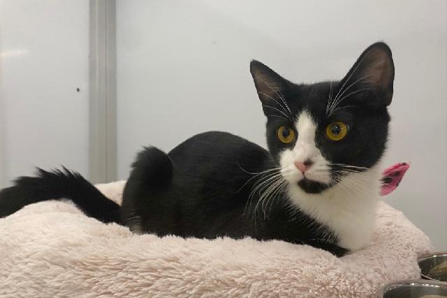 My name is Camino and I am ready for adoption. Learn more about me!