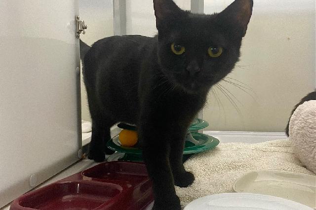 My name is Camlet and I am ready for adoption. Learn more about me!