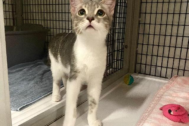 My name is Lady Jacey and I am ready for adoption. Learn more about me!