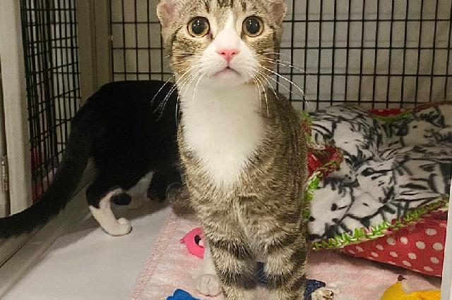 My name is Heathcliff and I am ready for adoption. Learn more about me!