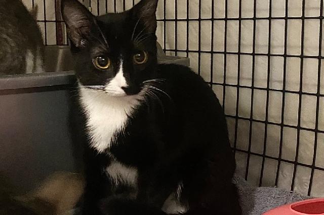 My name is Silksong and I am ready for adoption. Learn more about me!