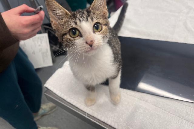 My name is Mr. Wiggins and I am ready for adoption. Learn more about me!