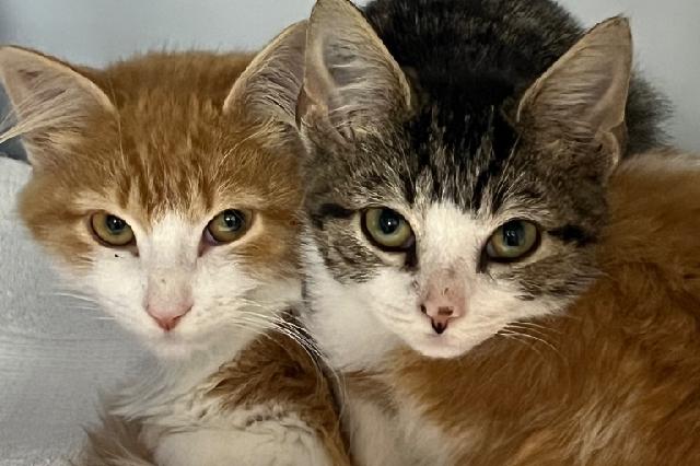 My name is Calabaza and I am ready for adoption. Learn more about me!