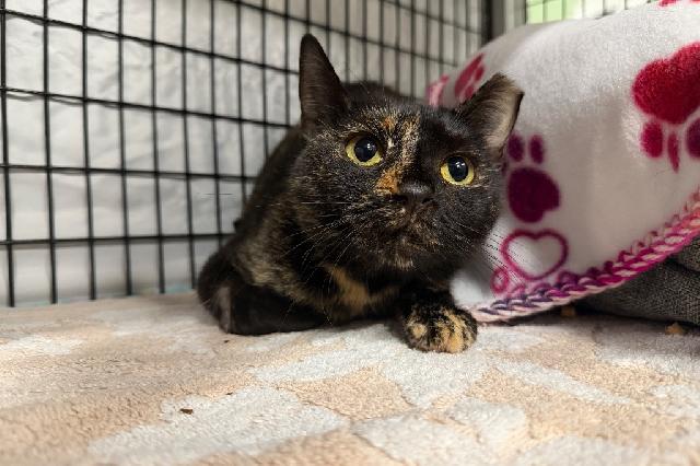 My name is Witch Hazel and I am ready for adoption. Learn more about me!