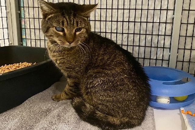 My name is Cotton Eyed Joe and I am ready for adoption. Learn more about me!