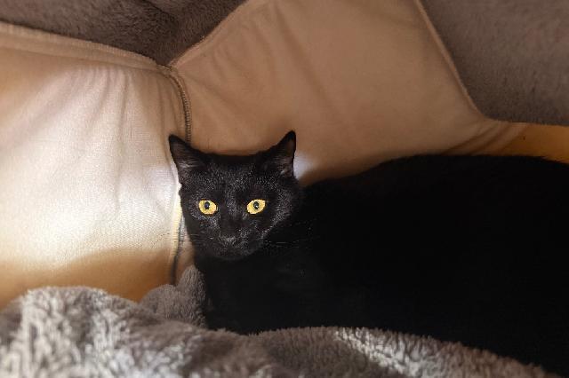 My name is Jayda and I am ready for adoption. Learn more about me!