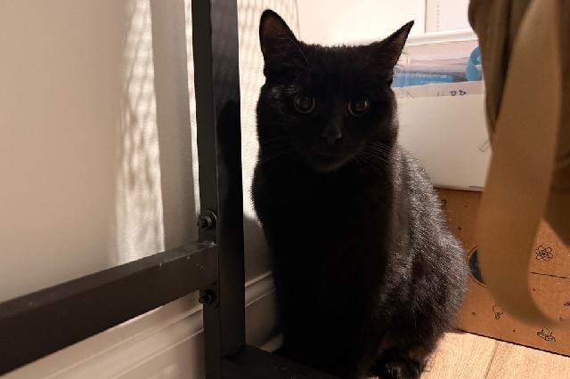 My name is Veda and I am ready for adoption. Learn more about me!