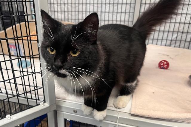 My name is Witchie Paws and I am ready for adoption. Learn more about me!