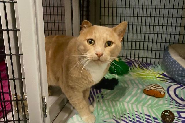 My name is Yams and I am ready for adoption. Learn more about me!