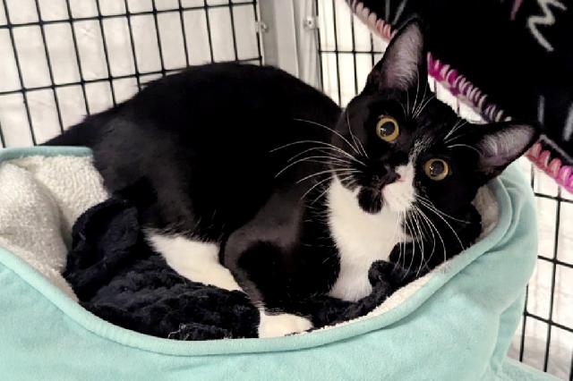 My name at SAFE Haven was Minecraft and I was adopted!