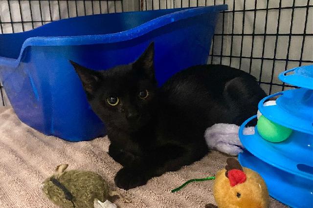 My name is Wintersweet and I am ready for adoption. Learn more about me!