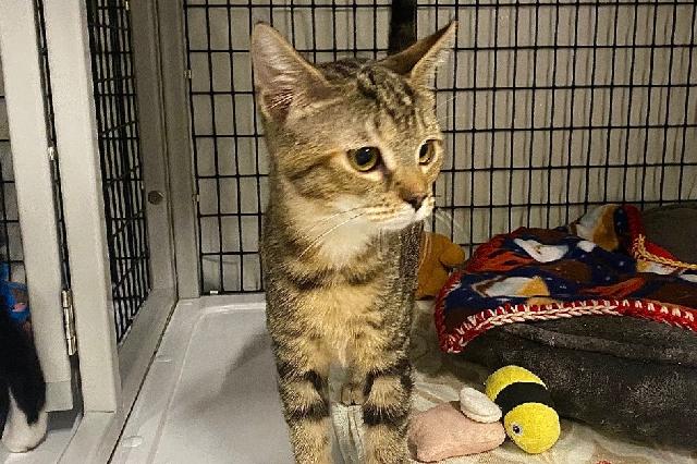 My name is Beautyberry and I am ready for adoption. Learn more about me!
