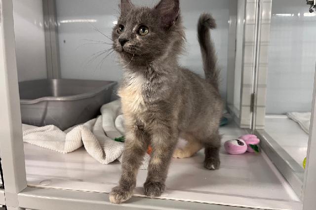 My name is Soba and I am ready for adoption. Learn more about me!