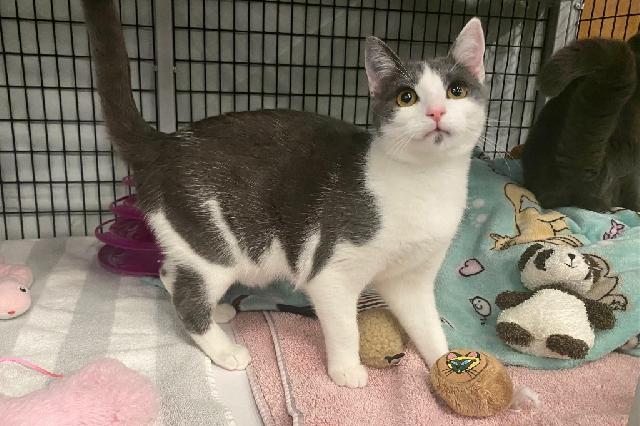 My name is Broomella and I am ready for adoption. Learn more about me!
