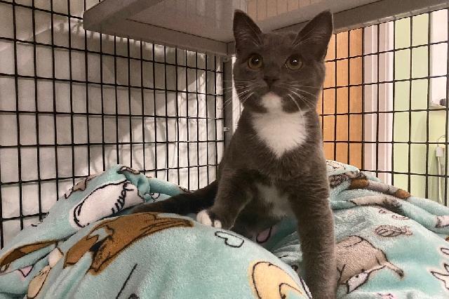 My name is Purranormal and I am ready for adoption. Learn more about me!