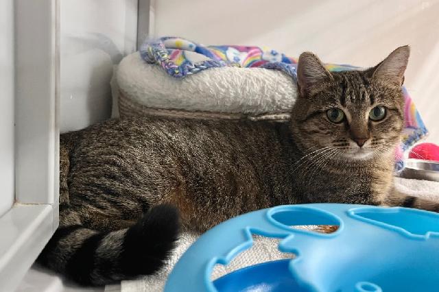 My name is Greenbrier and I am ready for adoption. Learn more about me!