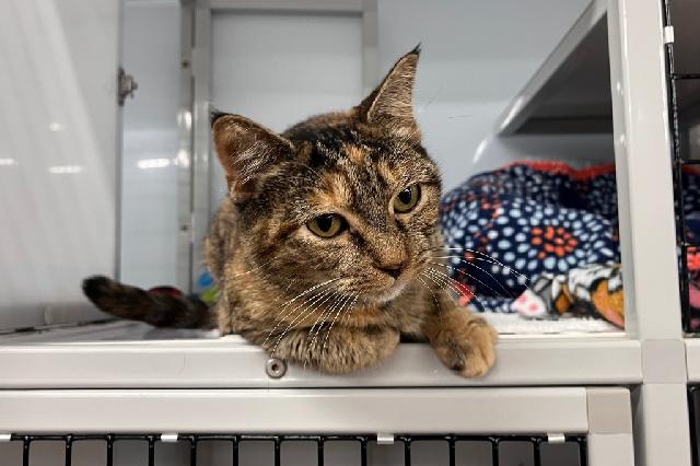 My name is Horchata and I am ready for adoption. Learn more about me!