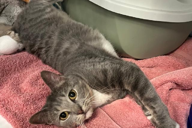 My name at SAFE Haven was Misi and I was adopted!