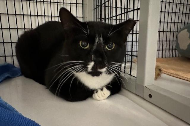 My name is Ender Dragon and I am ready for adoption. Learn more about me!