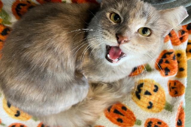 My name at SAFE Haven was Anomaly and I was adopted!