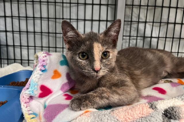 My name at SAFE Haven was Spiderweb and I was adopted!