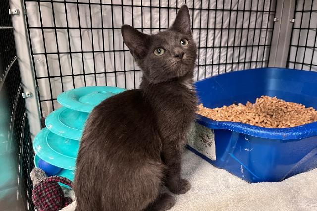 My name is Gargamel and I am ready for adoption. Learn more about me!