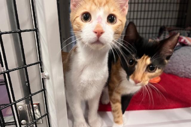 My name is Freddy Cougar and I am ready for adoption. Learn more about me!