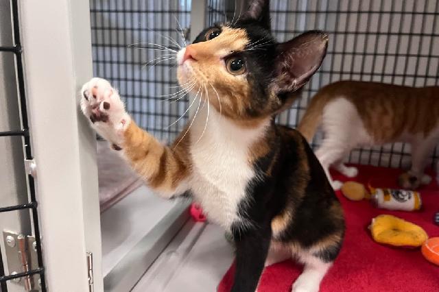 My name is Marigold and I am ready for adoption. Learn more about me!