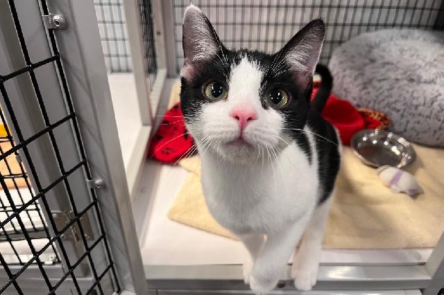 My name is S'more and I am ready for adoption. Learn more about me!