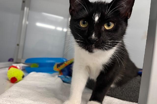 My name is Skipping Stone and I am ready for adoption. Learn more about me!