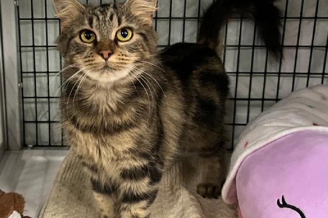 My name at SAFE Haven was Vernonia and I was adopted!