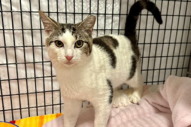 My name is Apple Butter and I am ready for adoption. Learn more about me!
