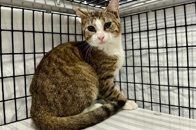 My name is Corn Casserole and I am ready for adoption. Learn more about me!