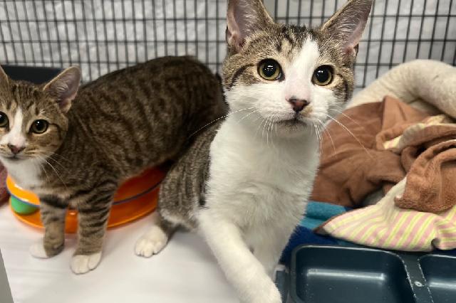 My name is Ham Hock and I am ready for adoption. Learn more about me!