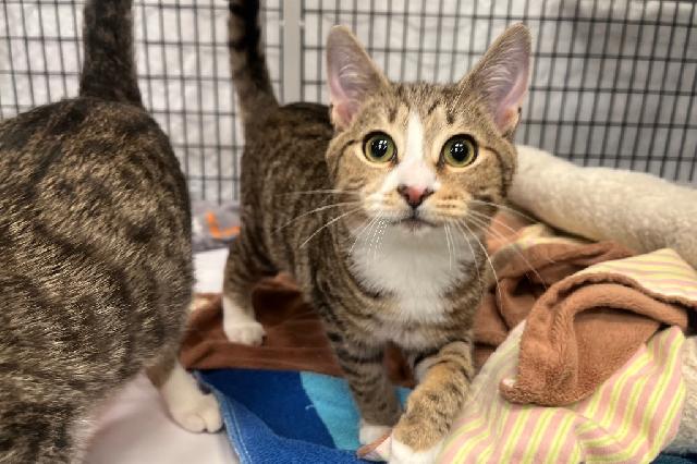 My name is Collard Greens and I am ready for adoption. Learn more about me!