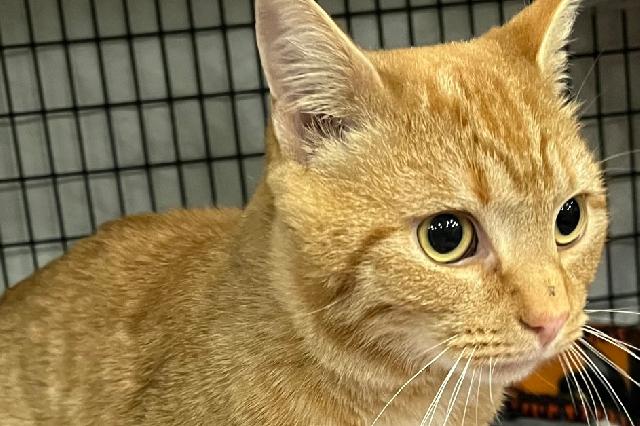 My name is Ginger Snap and I am ready for adoption. Learn more about me!