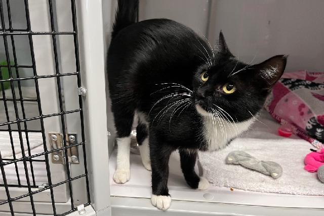 My name is Morticia Addams and I am ready for adoption. Learn more about me!
