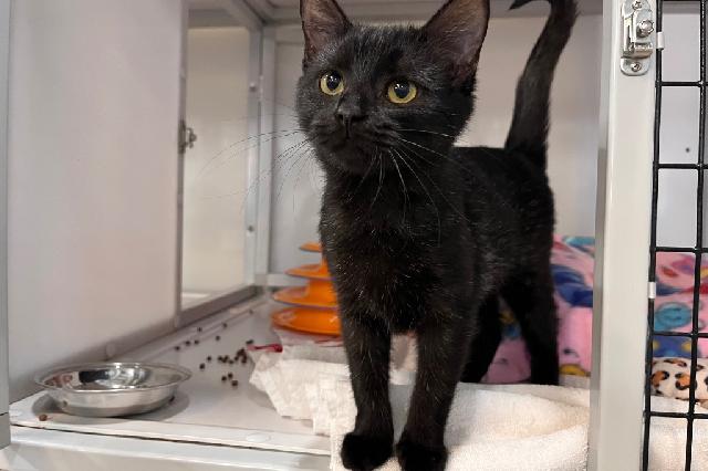 My name is Scarelette and I am ready for adoption. Learn more about me!