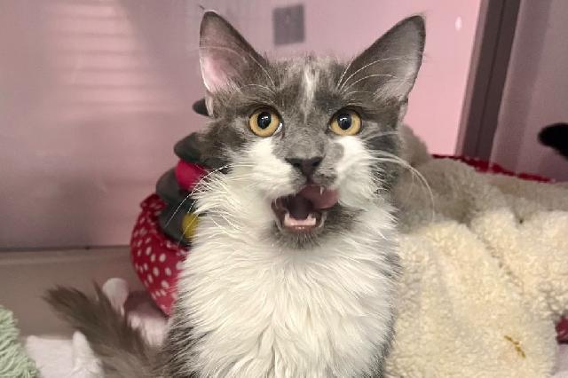 My name is Ashes and I am ready for adoption. Learn more about me!