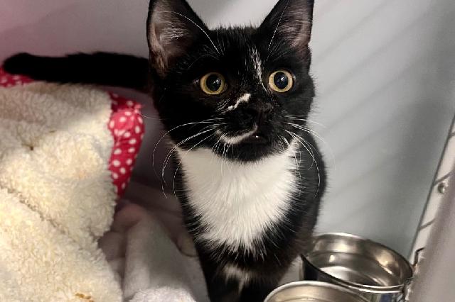 My name is Dusk and I am ready for adoption. Learn more about me!