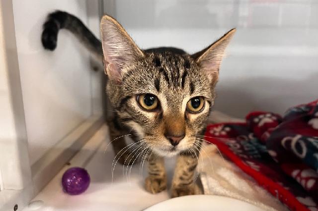 My name is Plaid and I am ready for adoption. Learn more about me!