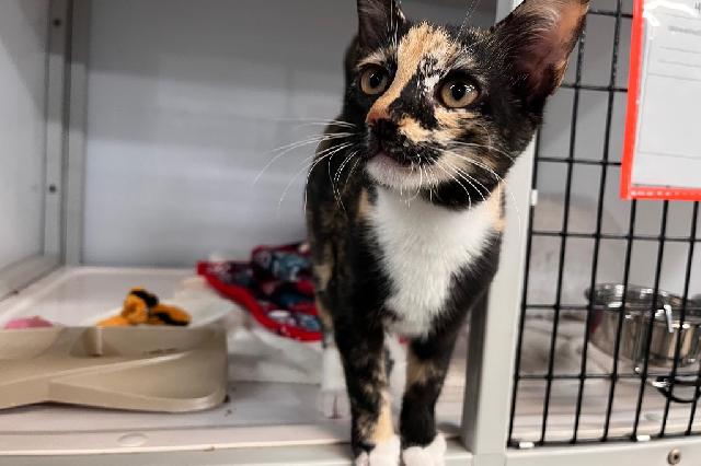 My name at SAFE Haven was Equinox and I was adopted!