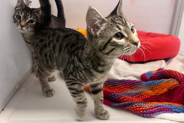 My name is Cauldrina and I am ready for adoption. Learn more about me!