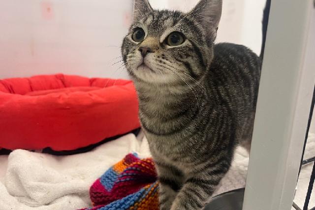 My name is Catacomb and I am ready for adoption. Learn more about me!